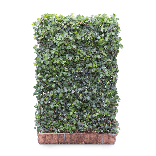 Hedera helix 'Green Ripple' (kant en klaar haag)
